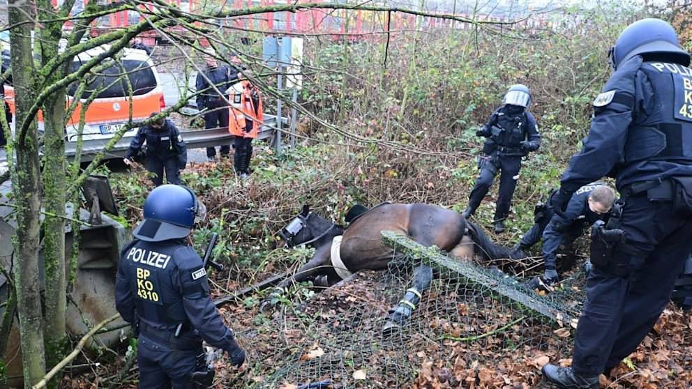 Police officers assist a horse trapped in foliage near a road, with emergency vehicles visible in the background.