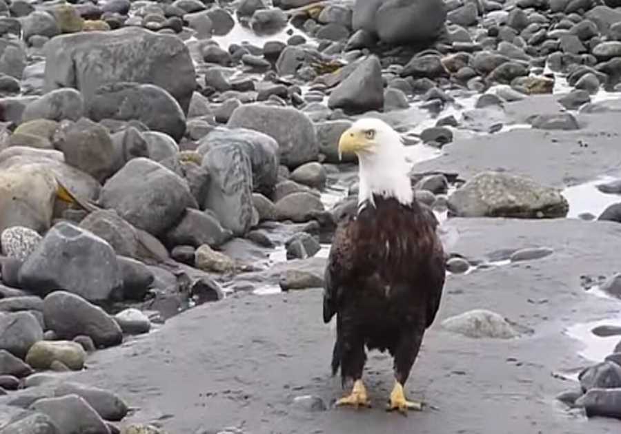 OUTRAGE: American Bald Eagle Killed in Minnesota by ‘Clean Energy’ Wind Turbine – The Details Are Horrific