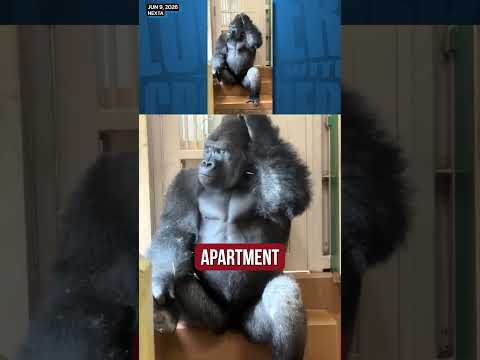 This gorilla is going through it
