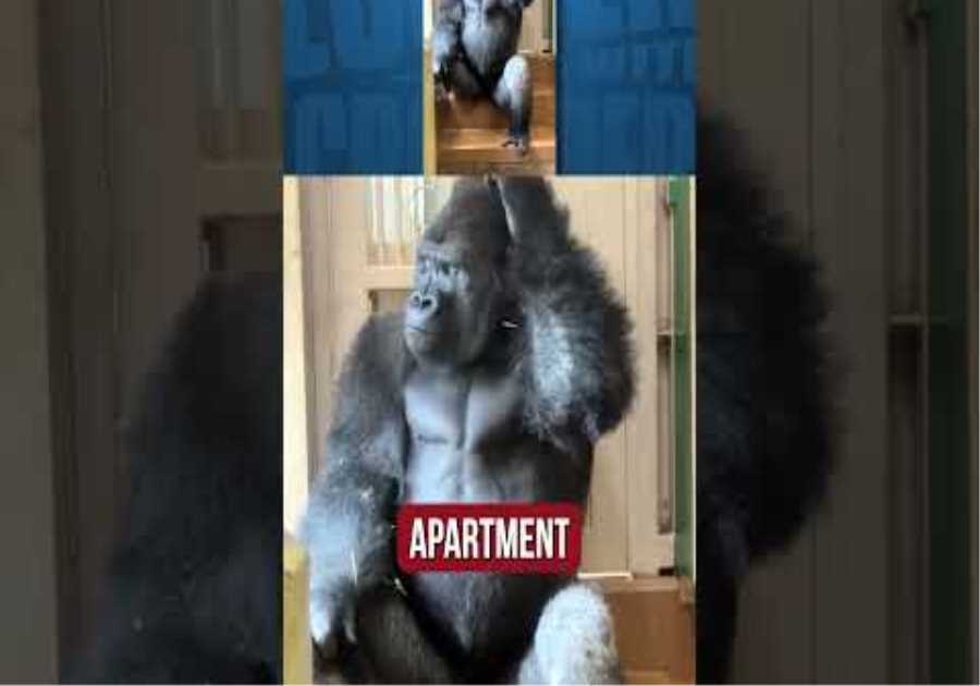 This gorilla is going through it