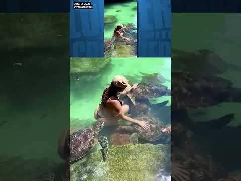 This turtle is known for being in swamps and bachelorette parties.
