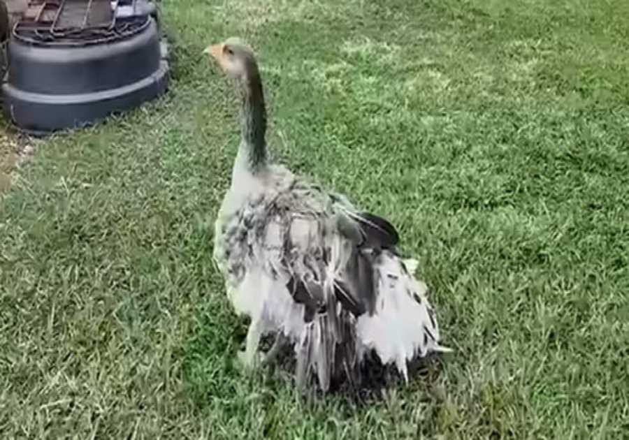 HERO: Family’s Pet Goose Sounded Alarm With Loud Honks to Let Them Know Their Barn Had Caught Fire (VIDEO)