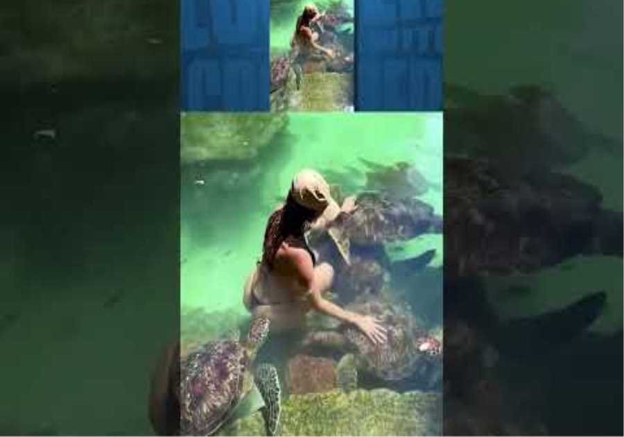 This turtle is known for being in swamps and bachelorette parties.