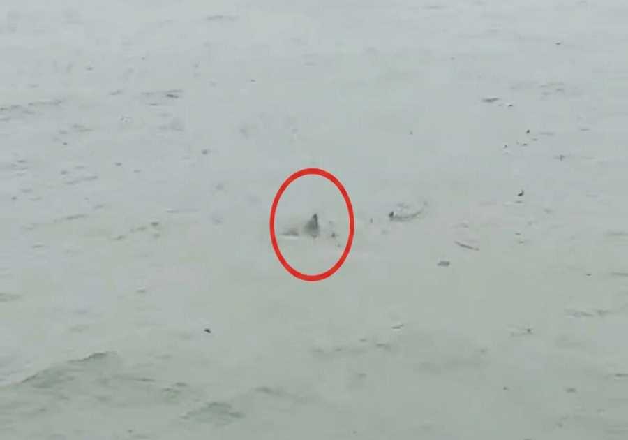 Possible Shark Spotted in Flooded New Jersey Streets as Nor’easter Batters State (VIDEO)